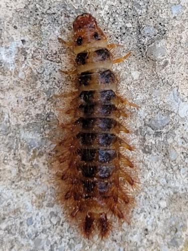 Drilus flavescens